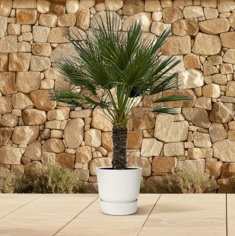 Chamaerops Humilis op stam