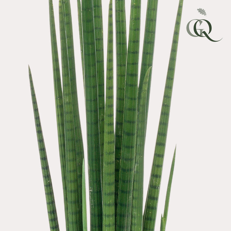 Kunst Sansevieria Cylindrica (Vrouwentong)