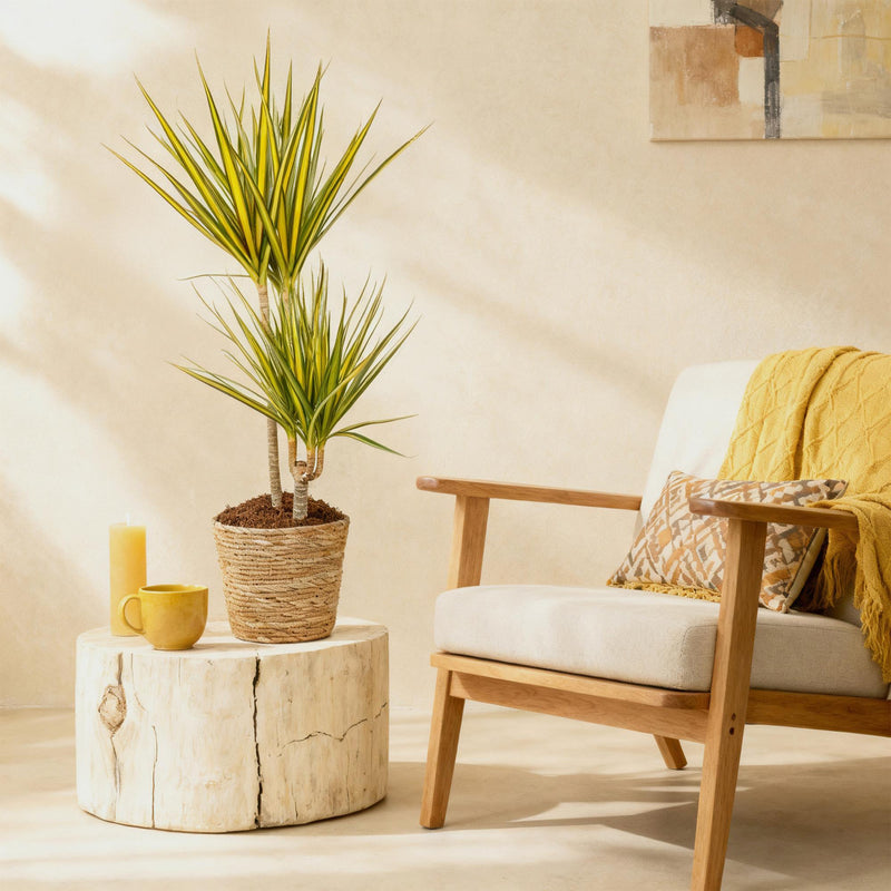 Dracaena Sunray (Drakenbloedboom) – Inclusief Mand