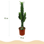 Euphorbia eritrea (Afrikaanse Melkboom) Everspring