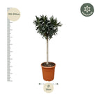 Nerium Oleander op stam met roze bloem