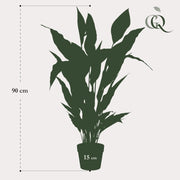 Spathiphyllum Kunstplant (Lepelplant) Everspring
