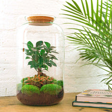 Sven Bonsai Terrarium