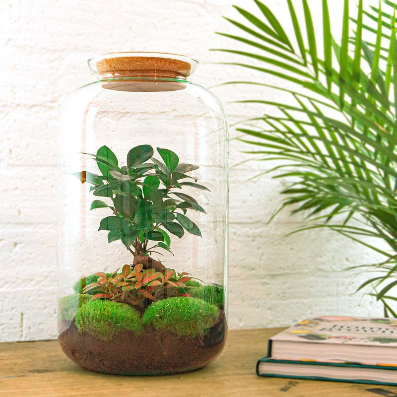Sven Bonsai Terrarium