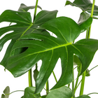 Monstera Deliciosa Tauerii met mand
