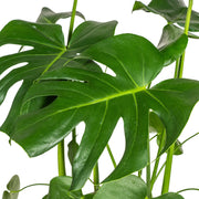 Monstera Deliciosa Tauerii met mand Everspring