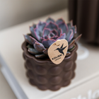 Kolibri Orchids | Plantenset Cotton bruin met witte orchidee Ghent & succulenten