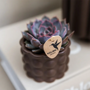 Kolibri Orchids | Plantenset Cotton bruin met witte orchidee Ghent & succulenten Everspring