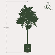 Citrus Sinensis Kunstplant (Sinaasappelboom)