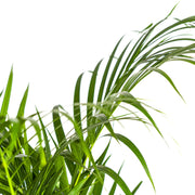 Dypsis Areca Lutescens met mand Everspring