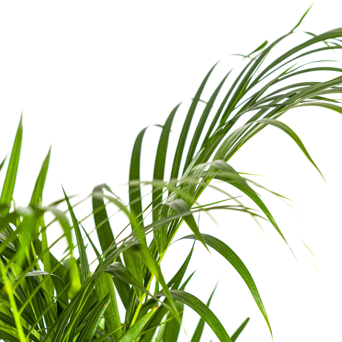 Dypsis Areca Lutescens met mand Everspring