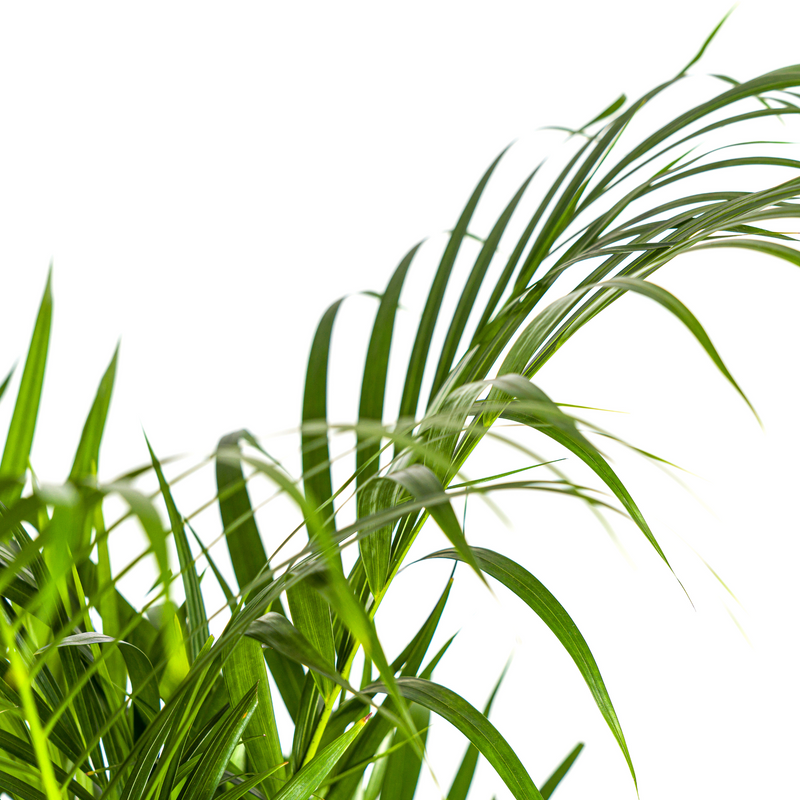 Dypsis Areca Lutescens met mand