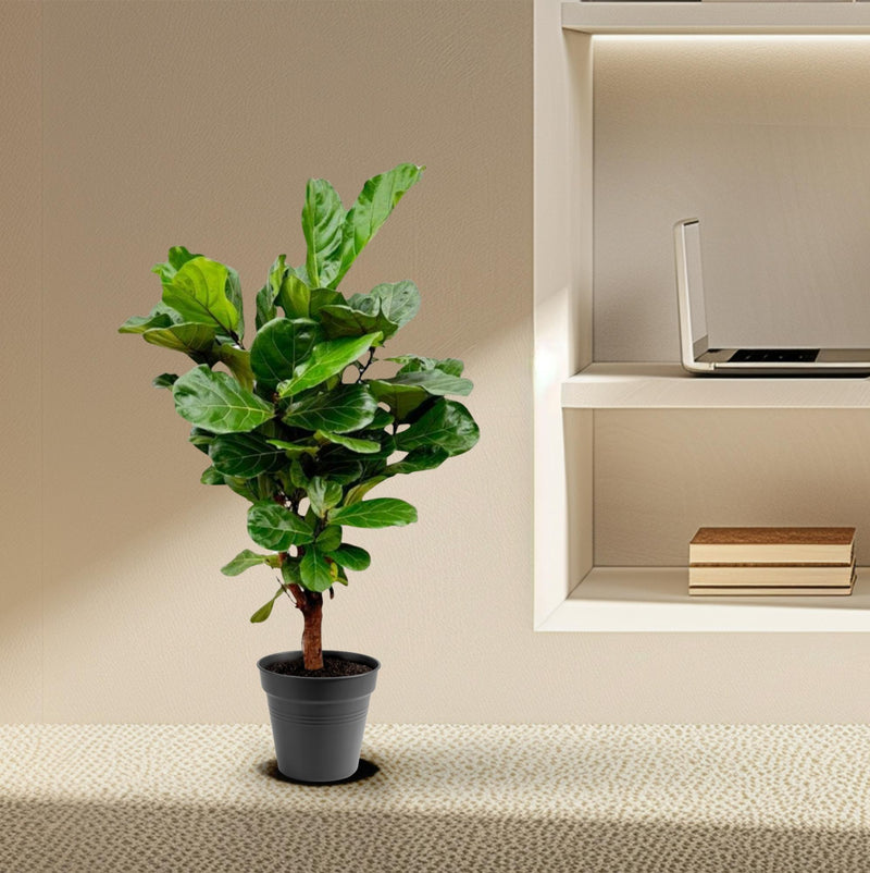 Ficus Lyrata vertakt