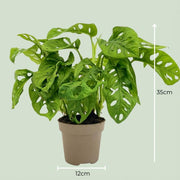 Monstera Adansonii ‘Monkey Mask’