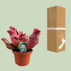 Sarracenia ‘Maroon’ (Bekerplant)