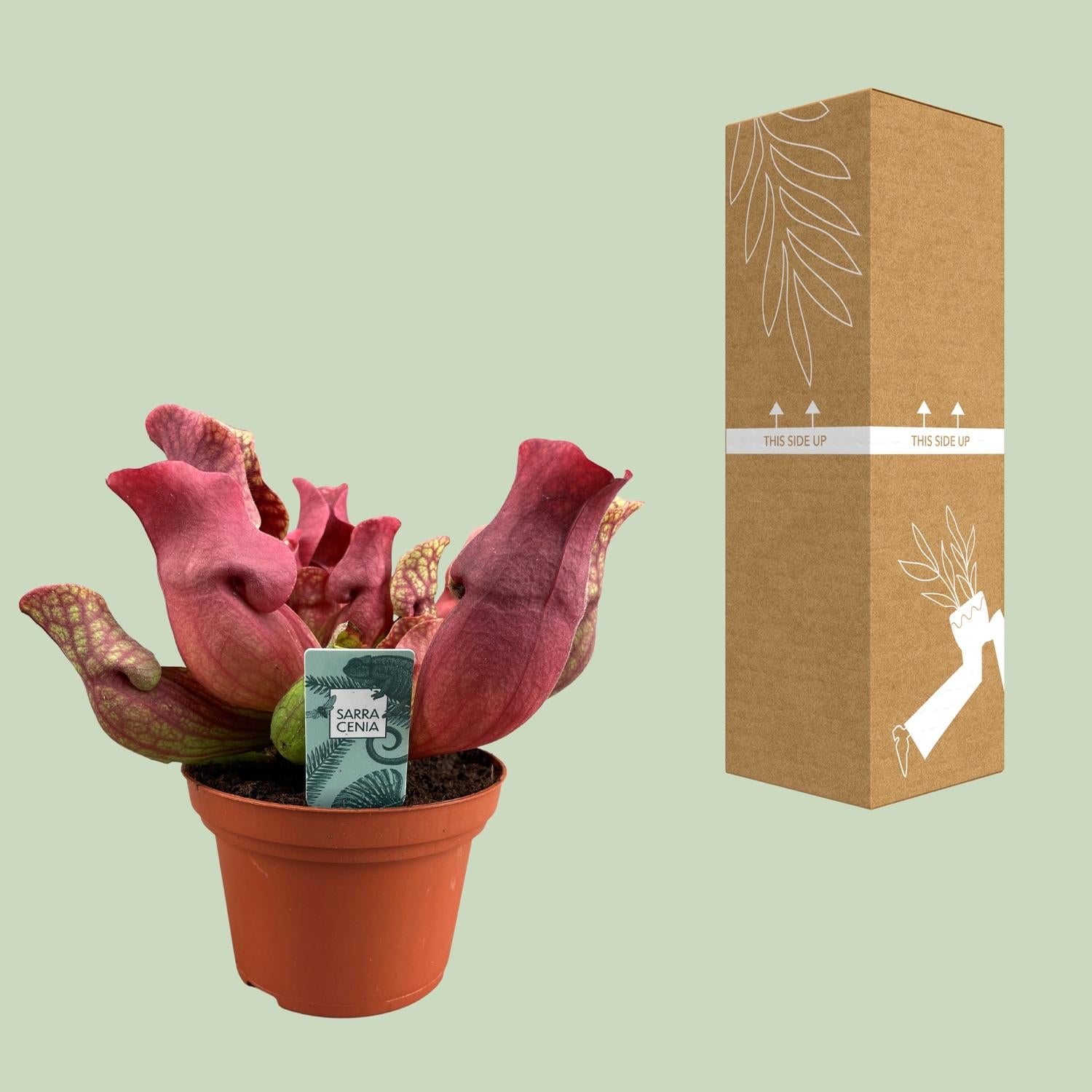 Sarracenia ‘Maroon’ (Bekerplant)