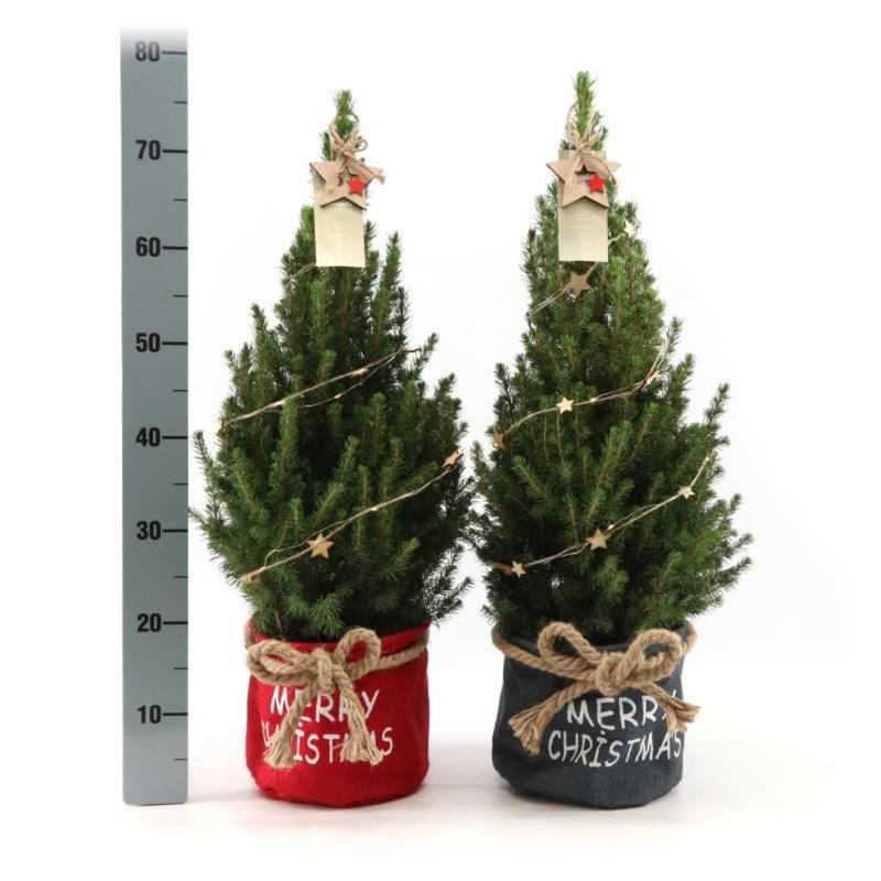 Picea Glauca Conica Kerstboom in Blauwe Xmas Bag met Sterrenverlichting