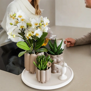 Kolibri Gift Set Slow Living – Witte Orchidee Lausanne in Beige Sierpotten Everspring