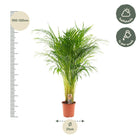 Areca palm