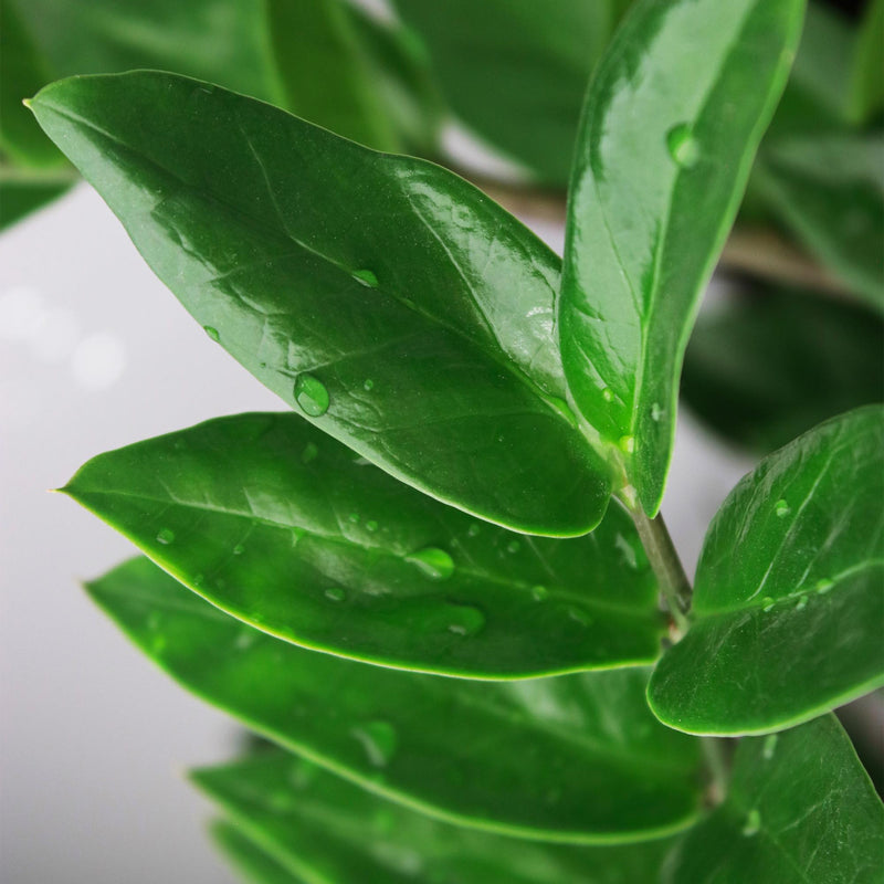 Zamioculcas (ZZ-plant) – Met Mand
