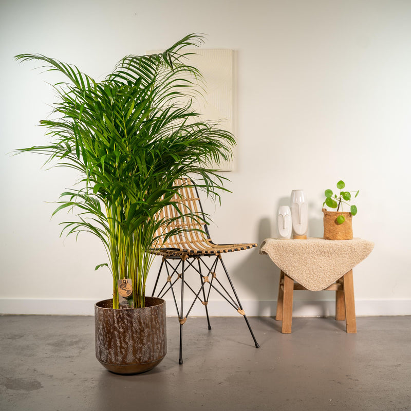 Areca palm met pot