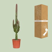 Euphorbia Trigona Rubra