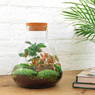 Sammie Coffea Terrarium