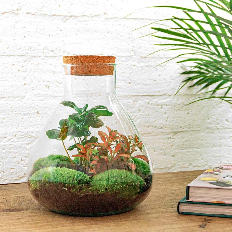 Sammie Coffea Terrarium
