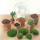 Dome Ficus Ginseng Bonsai - Terrarium