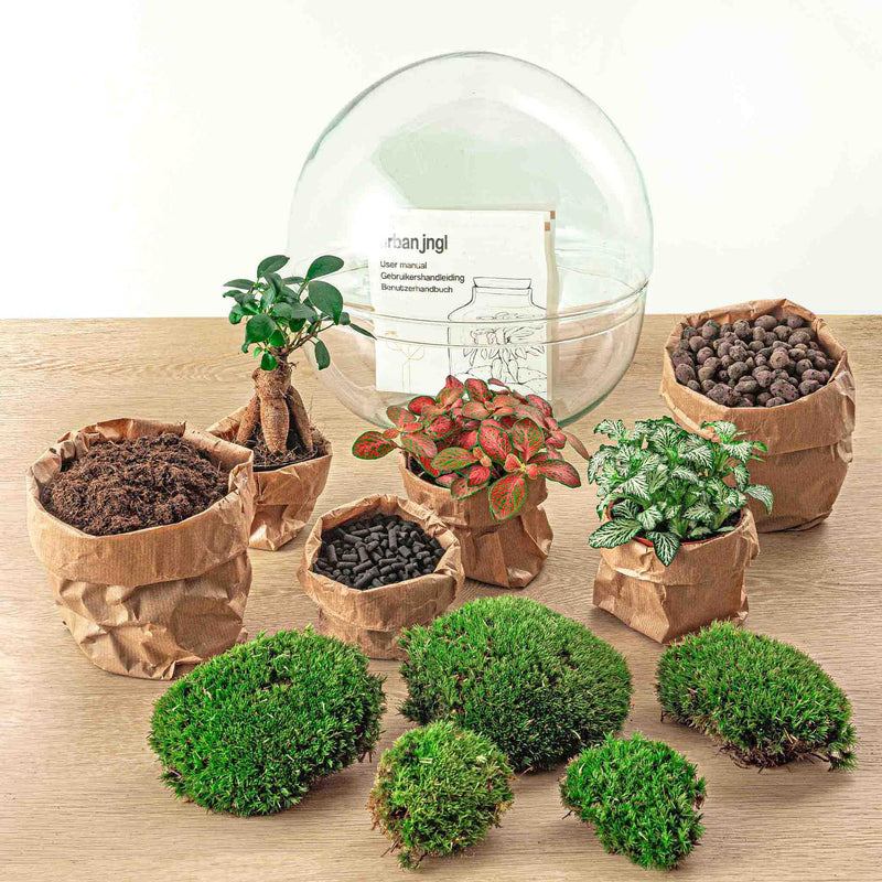 Dome Ficus Ginseng Bonsai - Terrarium