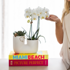 Kolibri Orchids – Witte Amabilis orchidee en succulent in Tube sierpot wit