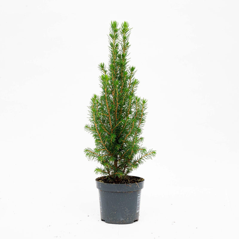 Mini Christmas Trees – Set van 3