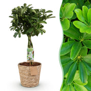 Schefflera Nora (Vingerboom) - Met Mand