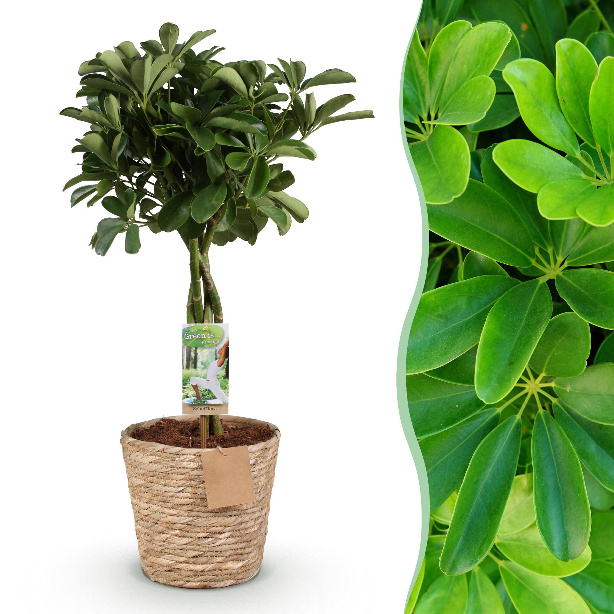 Schefflera Nora (Vingerboom) - Met Mand