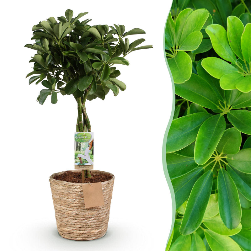 Schefflera Nora (Vingerboom) - Met Mand