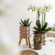 Kolibri Plantenset Cotton Zand – Witte Orchidee Ghent in Keramieken Sierpotten Everspring