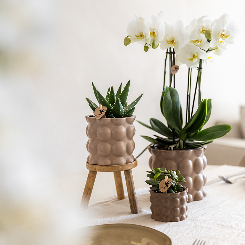 Kolibri Plantenset Cotton Zand – Witte Orchidee Ghent in Keramieken Sierpotten