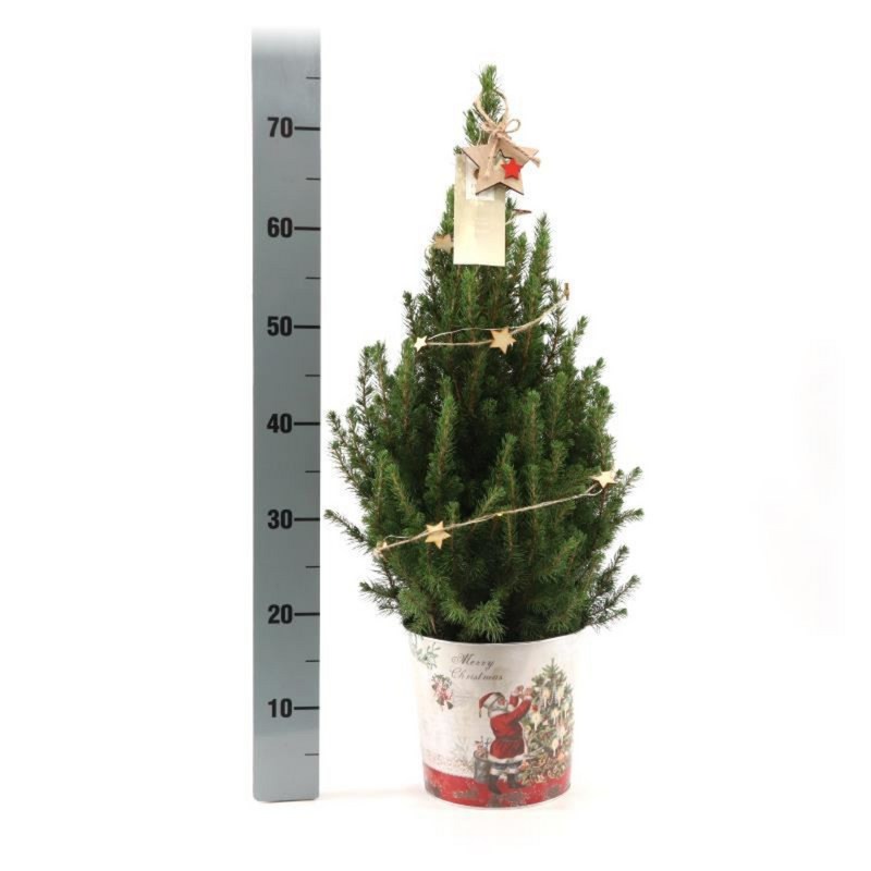 Picea Glauca Conica Kerstboom