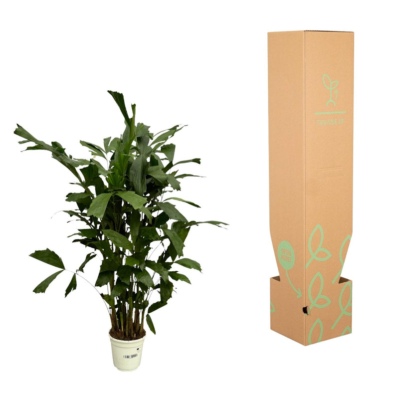 Caryota Mitis (Visgraatpalm) 120 cm