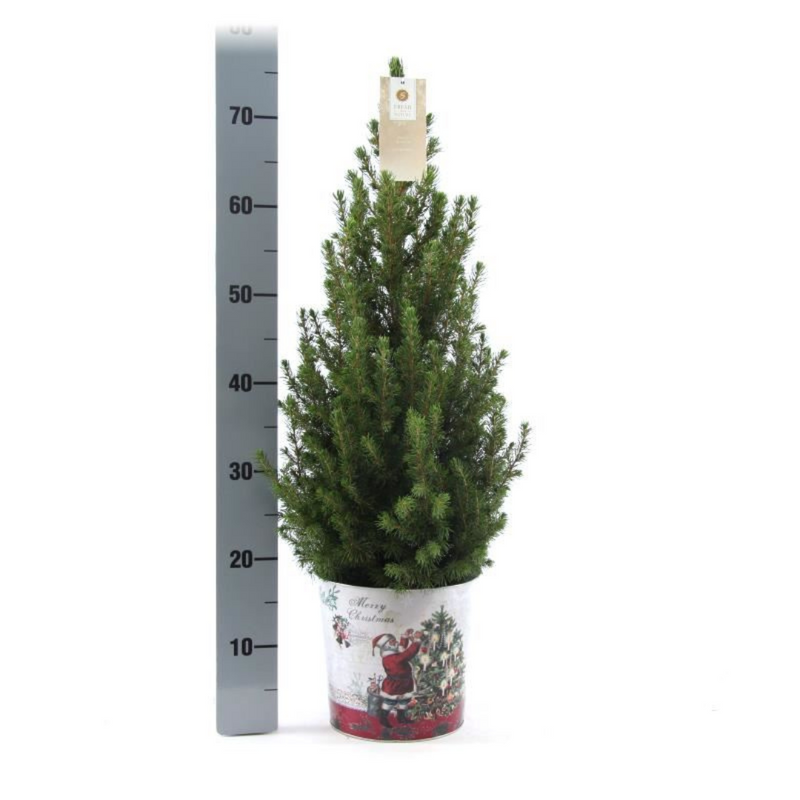 Picea Glauca Conica Kerstboom in Sierpot