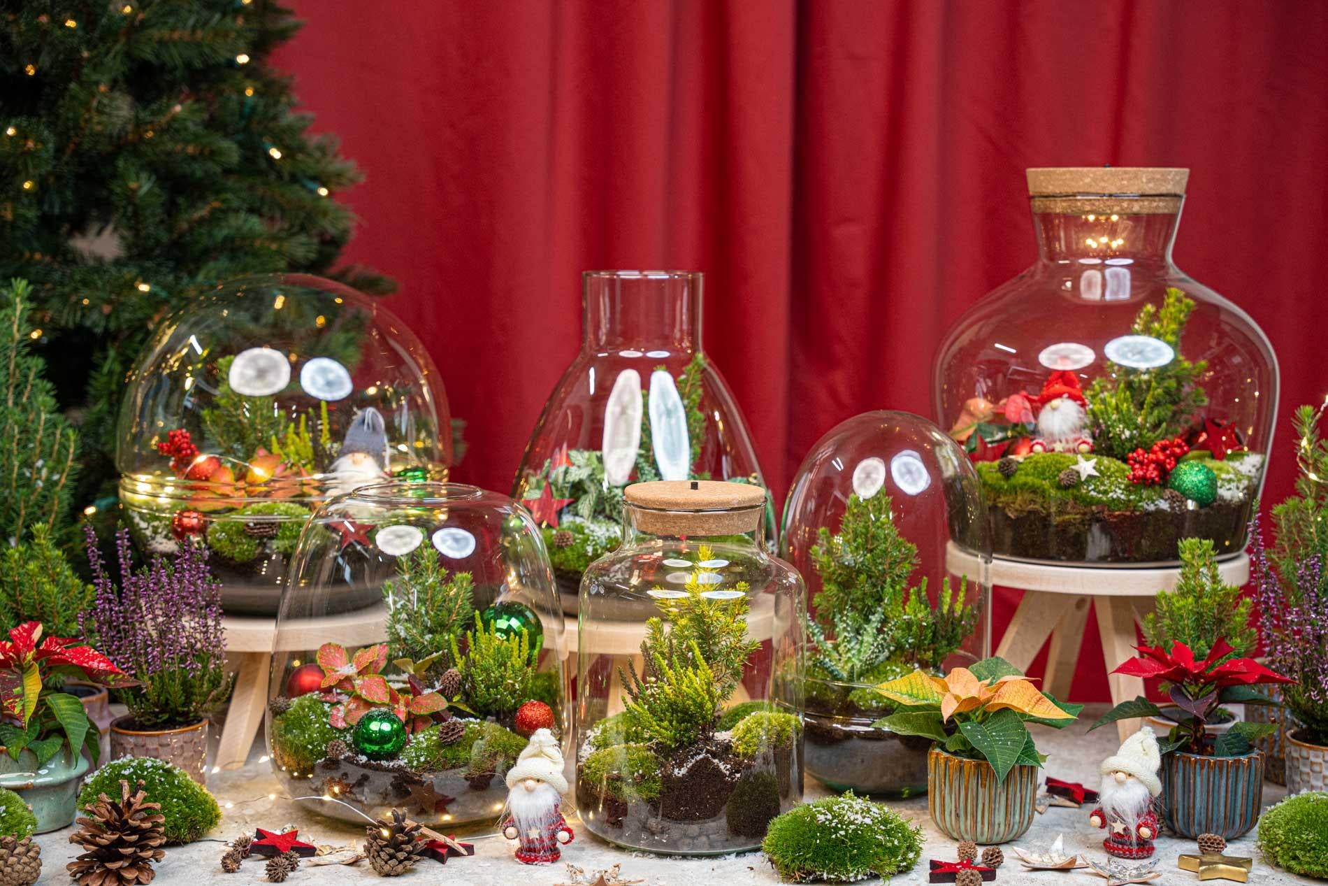 Berry Christmas Terrarium DIY Kit