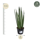 Sansevieria cylindrica 'Bacularis' / Mikado