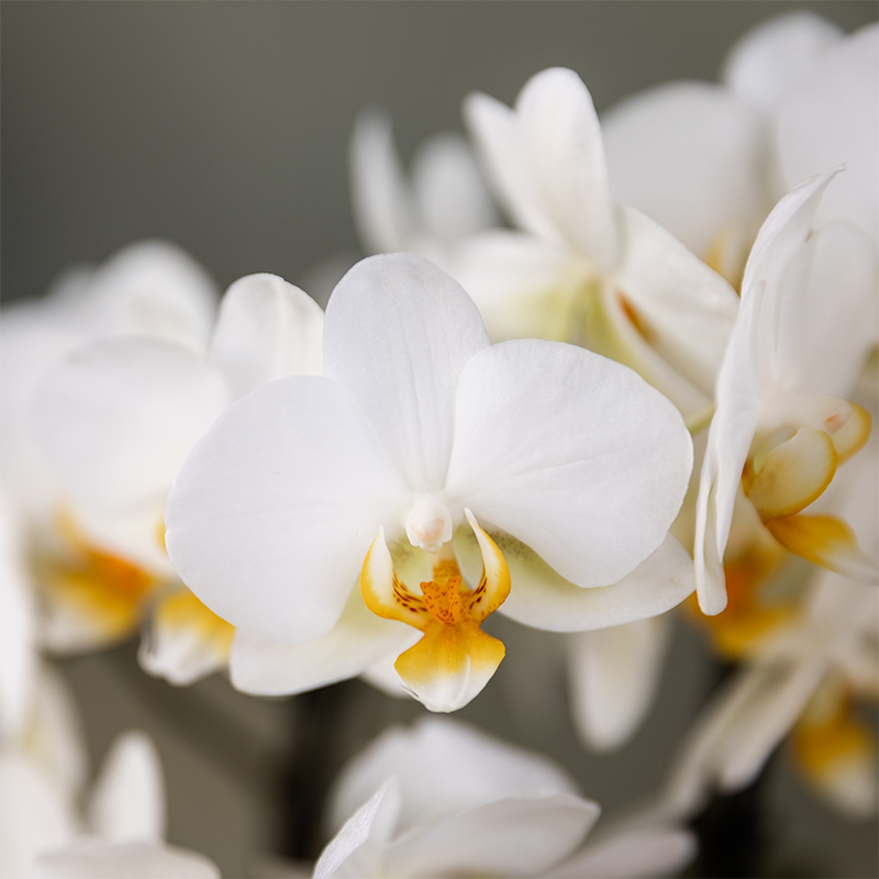 Surprise Box Eenkleurig – 2x Orchidee