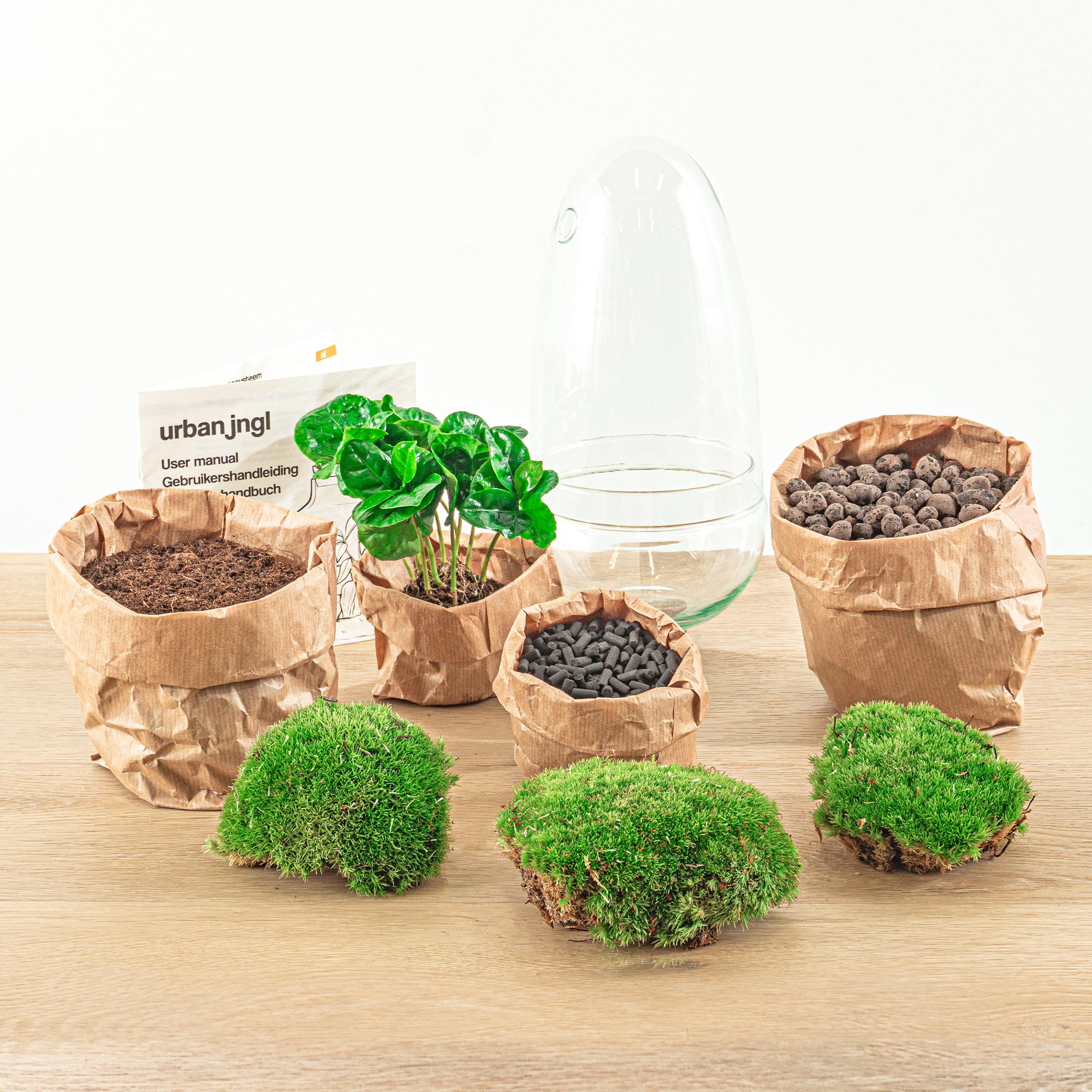 Egg Coffea Arabica Terrarium