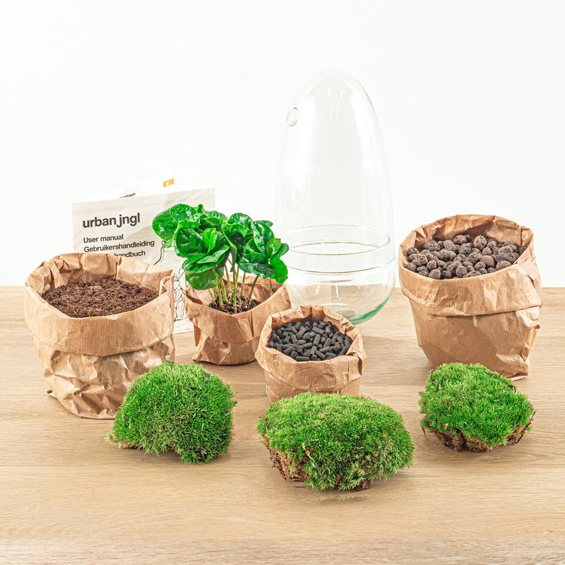 Egg Coffea Arabica Terrarium