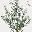 Kunst Olijfboom (Olea europaea)