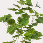 Ficus Umbellata Kunstplant (Afrikaanse Vijg)