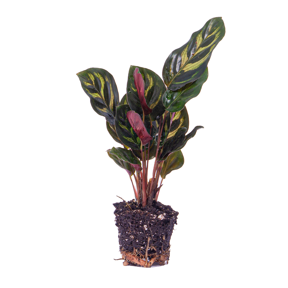 Calathea Makoyana
