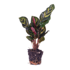 Calathea Makoyana