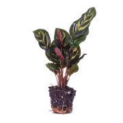 Calathea Makoyana Everspring